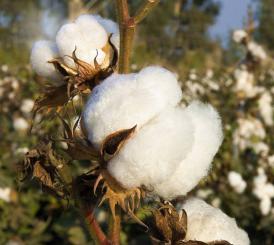 Nachfüllpackung Baumwolle 